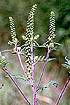Common Ragweed (AMAR2)