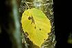 Yellow Birch (BEAL2)