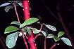 Red-osier Dogwood (COSES)