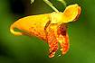 Spotted Jewelweed (IMCA)