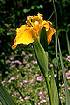 Yellow Iris (IRPS)