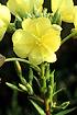Hairy Yellow Evening-primrose (OEBI)