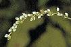 Marshpepper Smartweed (POHY)