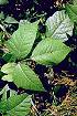 Poison-ivy (TORAR)