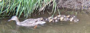 [Duck family swimming downstream]