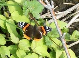 Red Admiral butterfly - top of wings