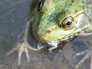 [Close-up of Green Frog]