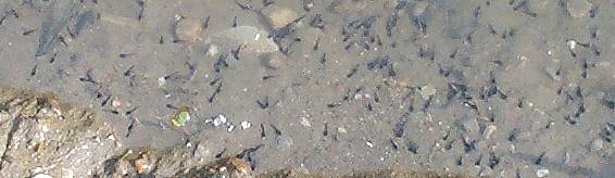 [Tadpoles at the new pond]