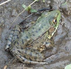 [Frog sitting on the bank of the breeding pond]