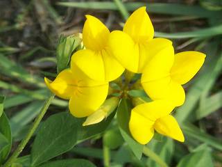[Birdfoot Trefoil]